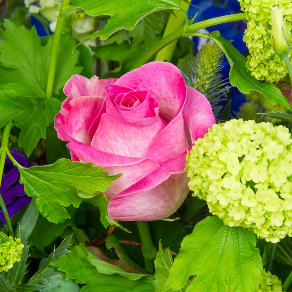 Delphinium Veldboeket - Afbeelding 7
